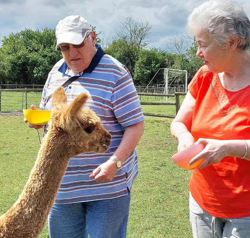 Lane House Alpaca Farm-切本哈姆必去景点