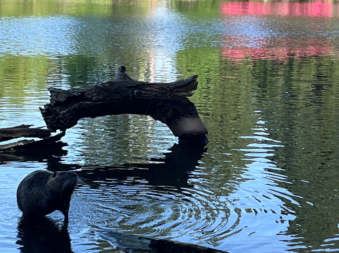 Crystal Springs Rhododendron Garden-波特兰必去景点
