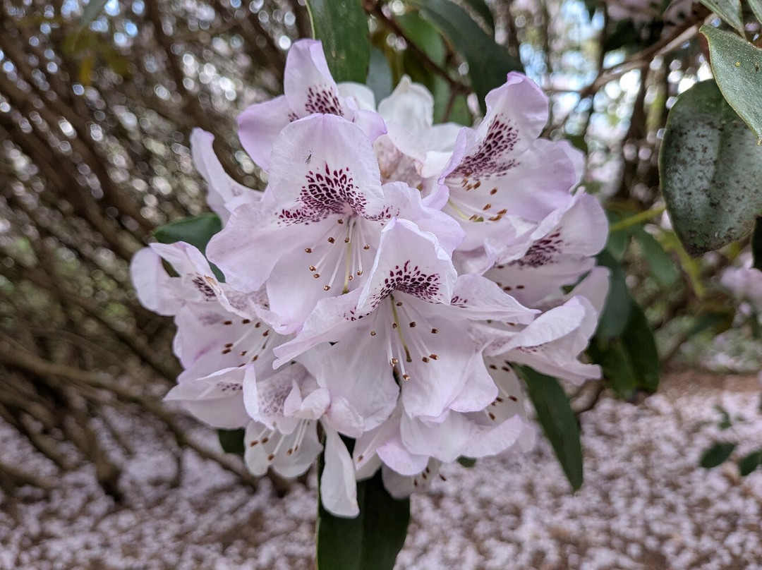 Bowood Woodland Garden-Calne必去景点