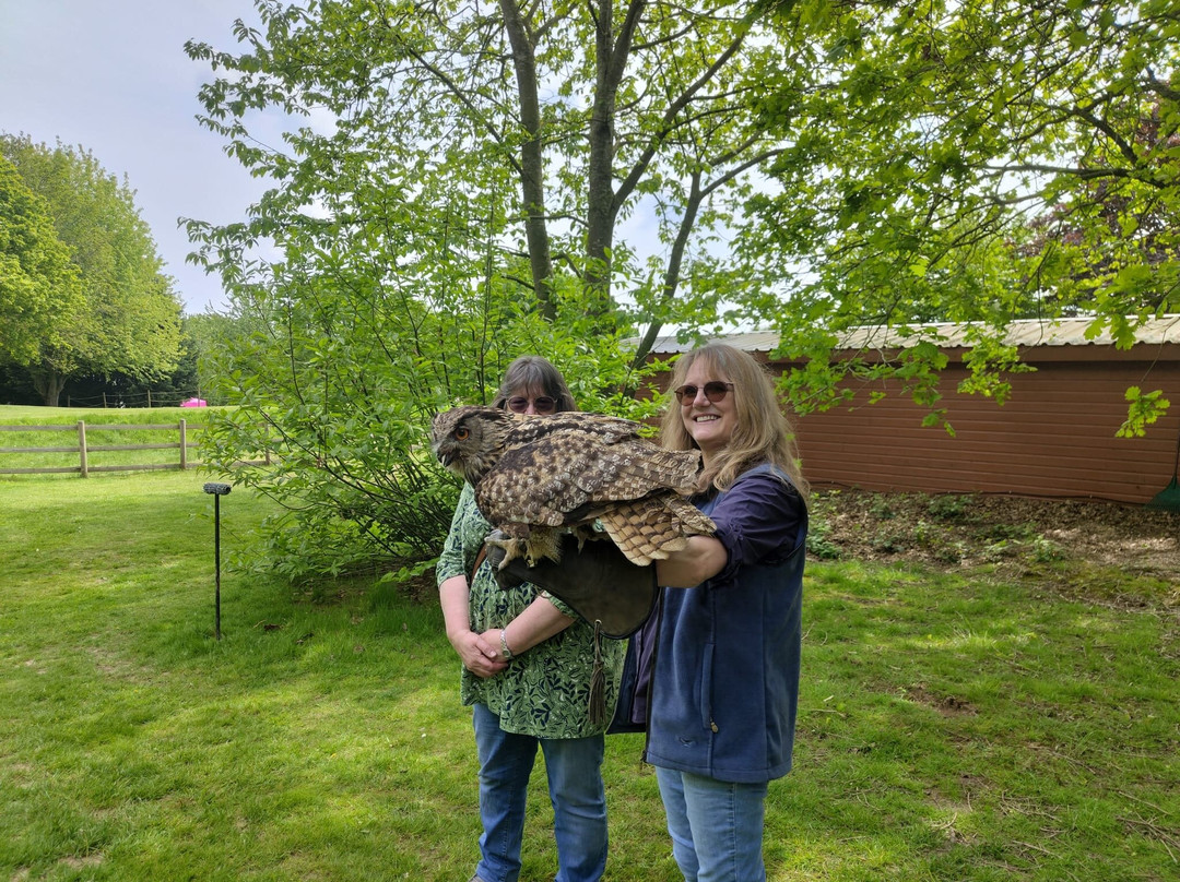 Mercer Falconry Raptor Park-Farnsfield必去景点