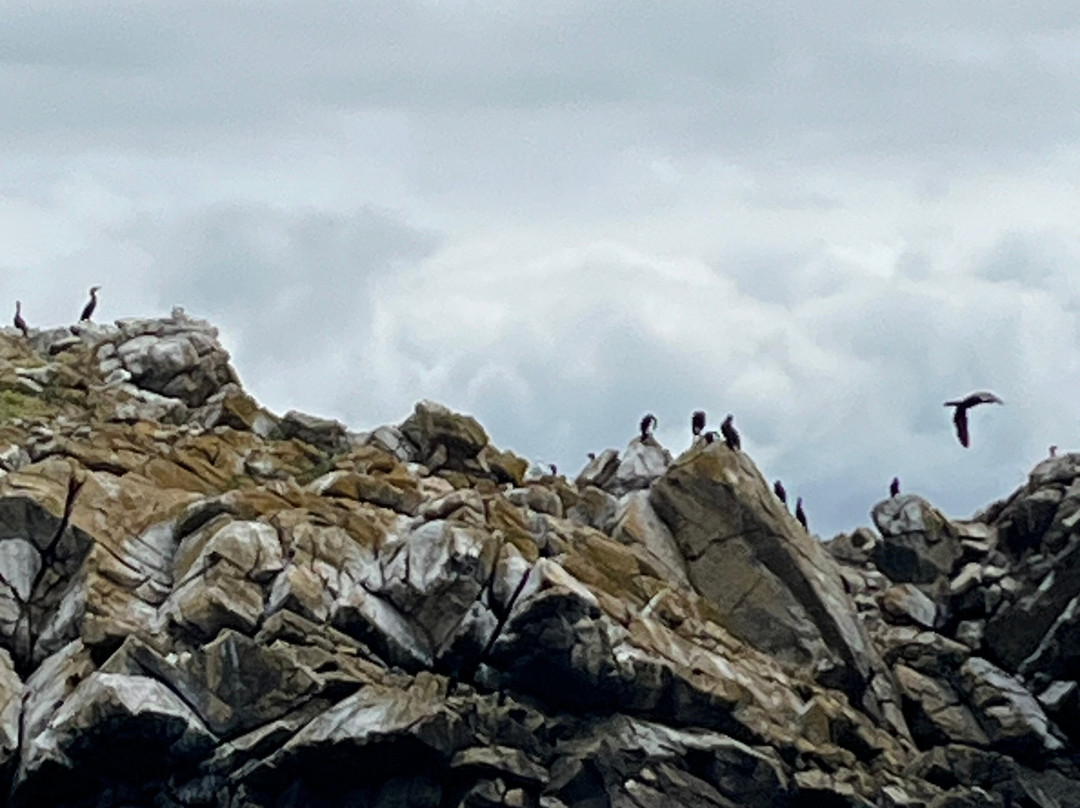 Outer Island Excursions-Anacortes必去景点