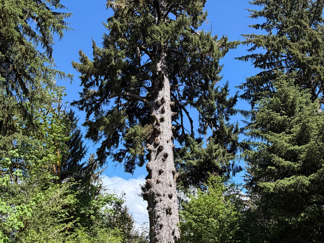 Quinault Big Spruce Tree-奎诺尔特必去景点