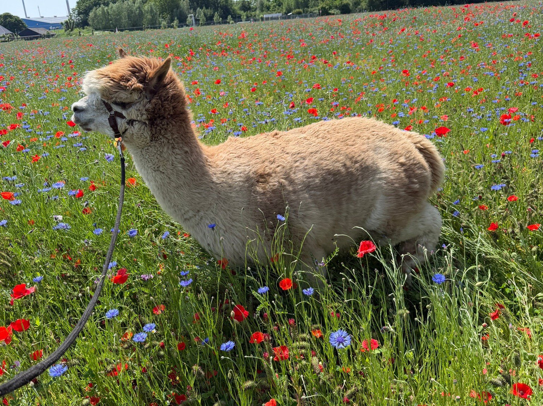 Alpaca Zeeland-Nieuwdorp必去景点