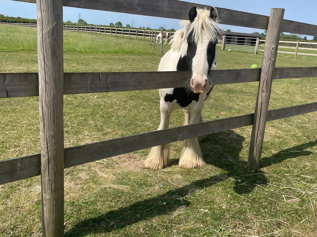 Bransby Horses-Bransby必去景点