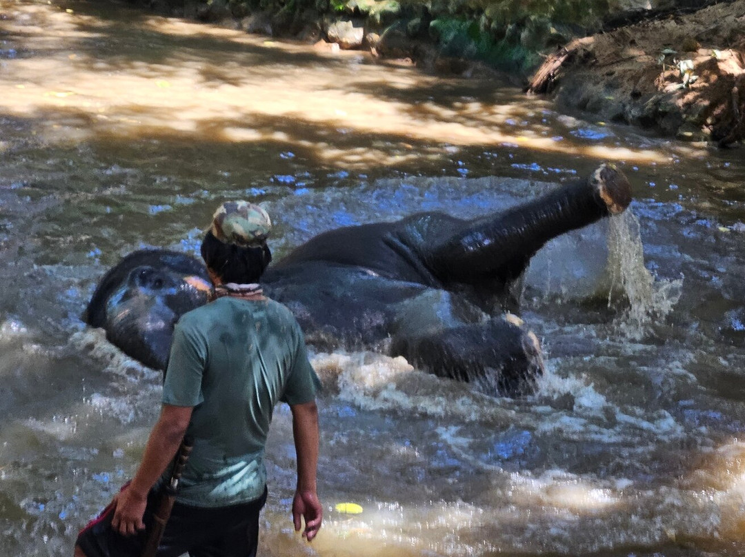 Samui Elephant Spa