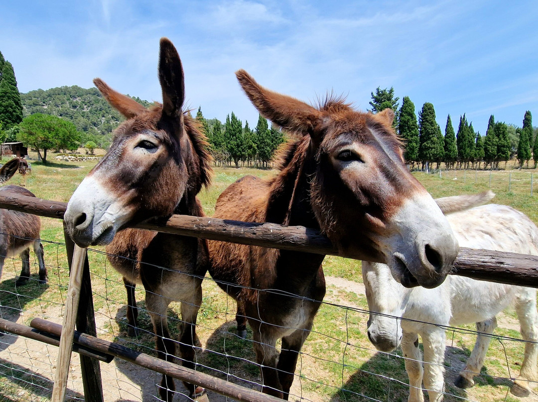 Mad Donkey Mallorca-Pollenca必去景点