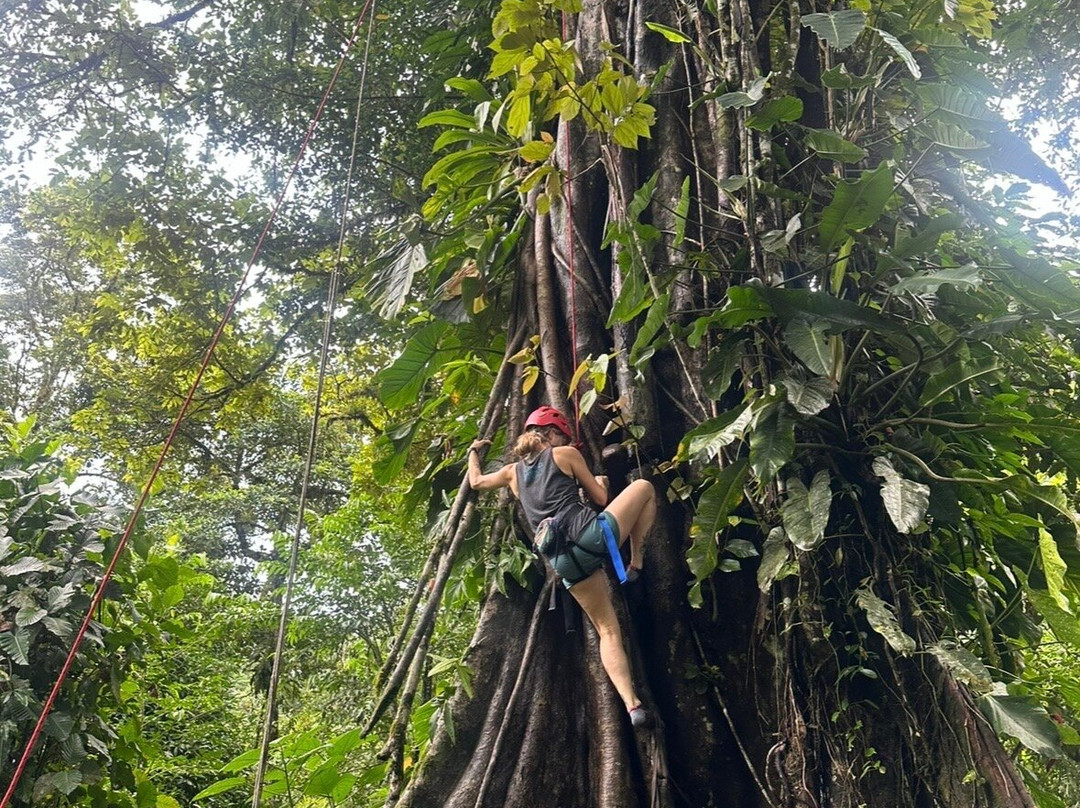 Rainforest Discovery-La California必去景点