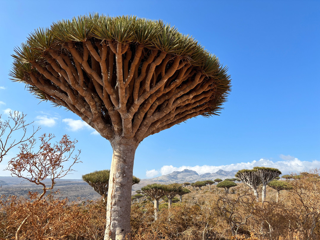 Embrace Socotra-Hadiboh必去景点