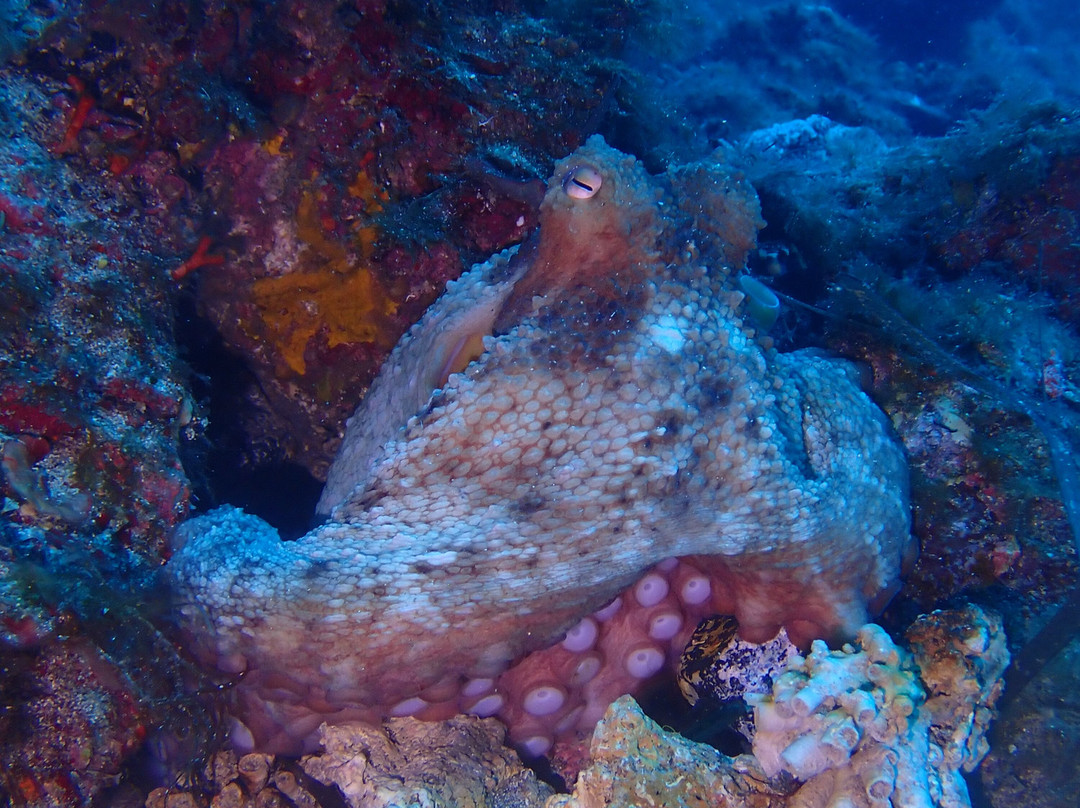 Orca Diving Ustica-Ustica必去景点