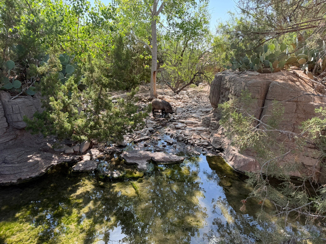Living Desert Zoo and Gardens State Park-卡尔斯巴德必去景点