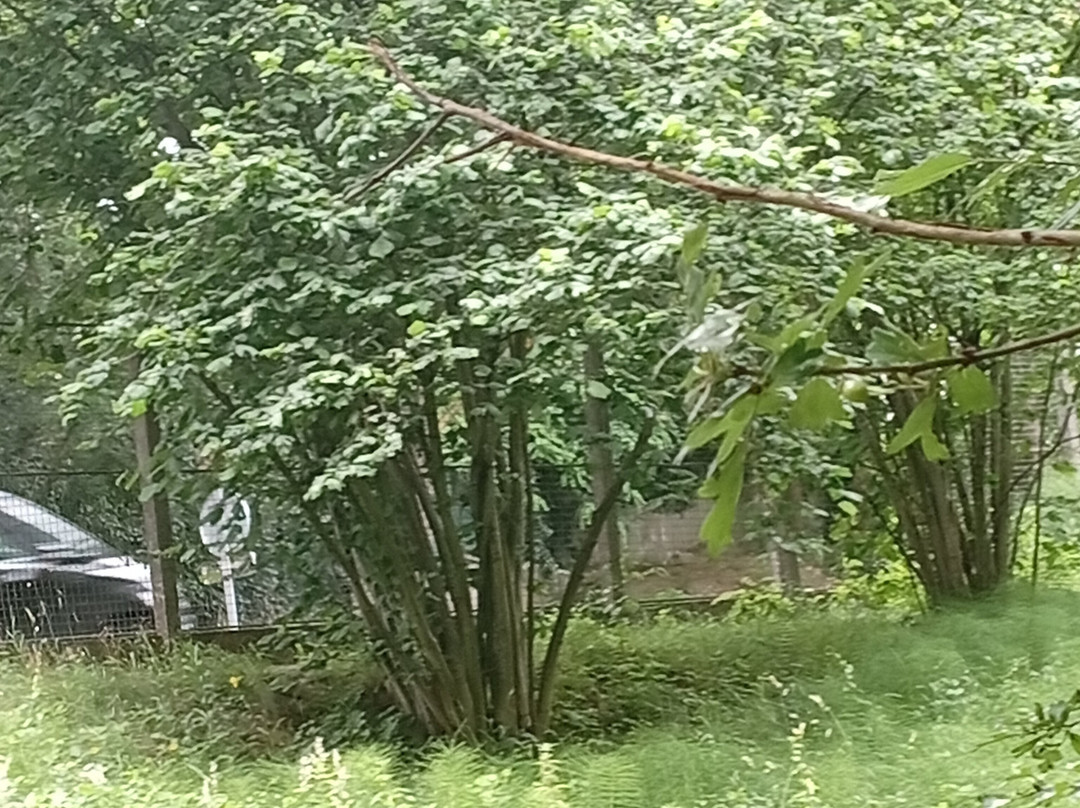 Parc Arboretum-Montfermeil必去景点