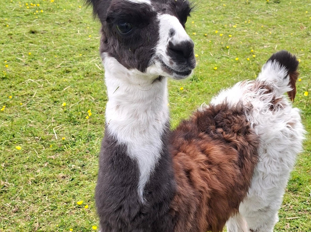 Bardsea Alpacas And Llamas-Bardsea必去景点