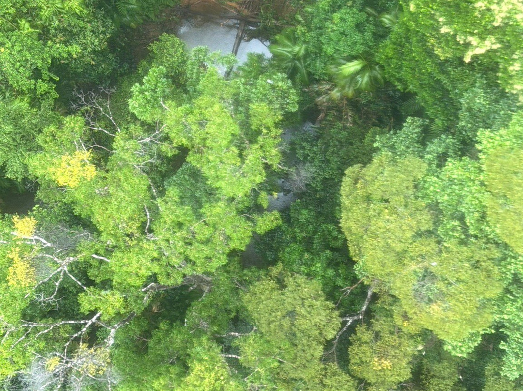 Skyrail Rainforest Cableway-Smithfield必去景点