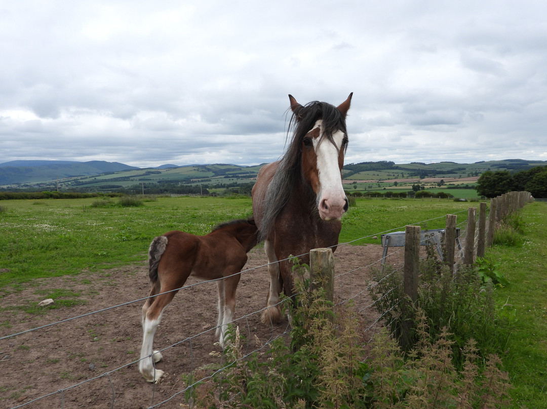 Hay Farm Heavy Horse Centre-特威德河畔贝里克必去景点