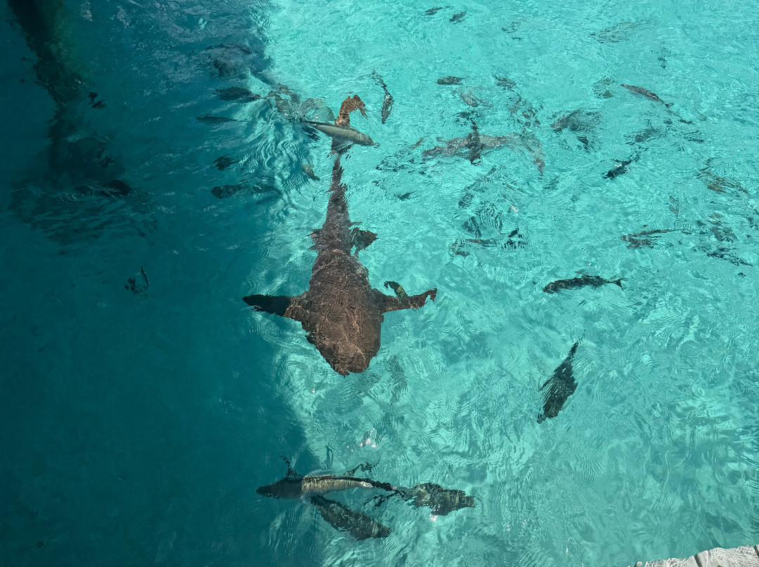 Coastline Adventures Exuma-大埃克苏马必去景点