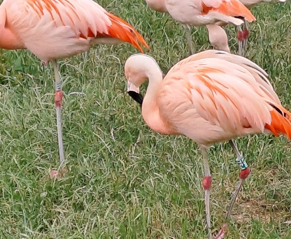 Welsh Mountain Zoo-科尔温湾必去景点