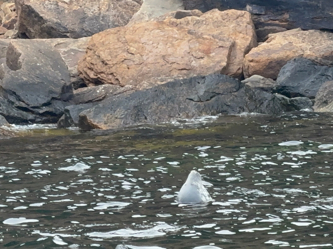 Bird Island Boat Tour-Big Bras d'Or必去景点
