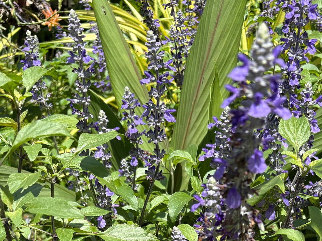 Naples Botanical Garden-那不勒斯必去景点