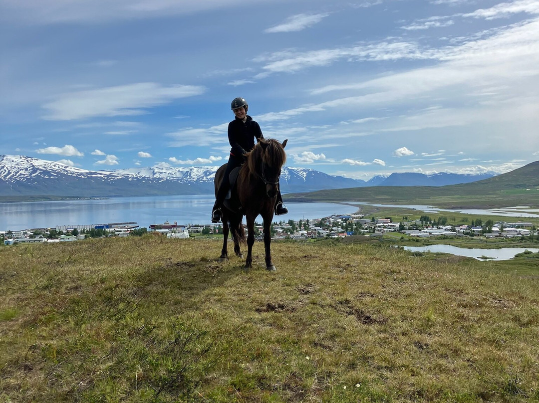 Tvistur Horse Rental-Dalvik必去景点
