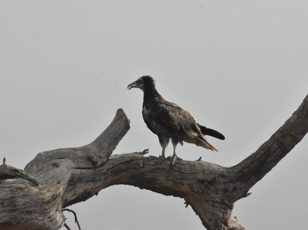Jorbeer Conservation Reserve-碧卡内必去景点