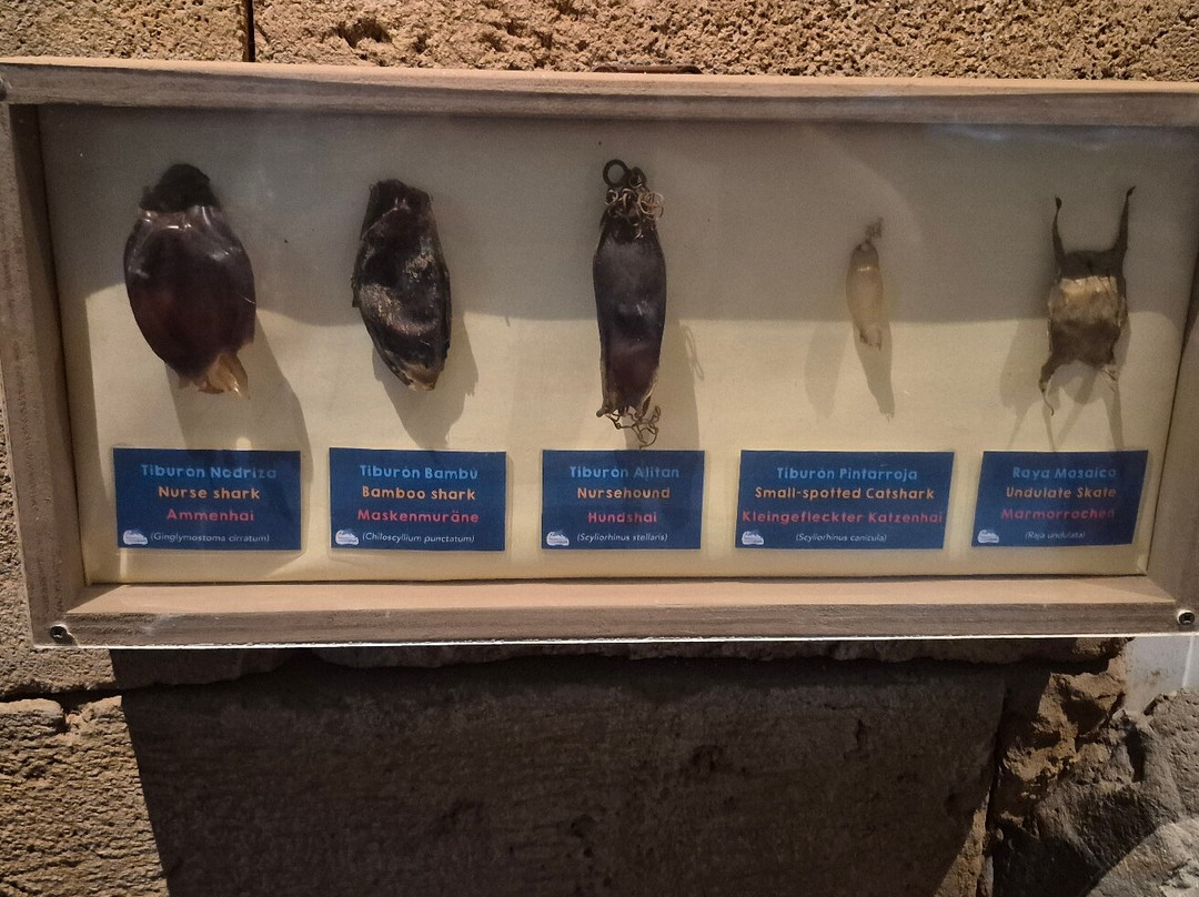 Lanzarote Aquarium-科斯塔特吉塞必去景点