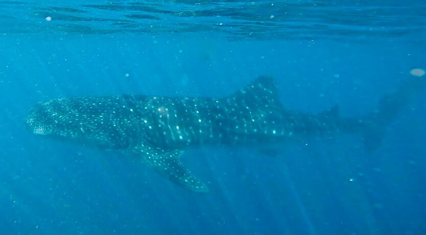 Ningaloo Whaleshark Swim-埃克斯茅斯必去景点