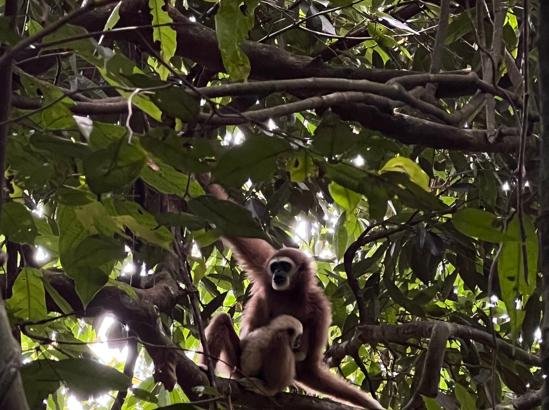 Bukit Lawang Trekking-武吉拉旺必去景点