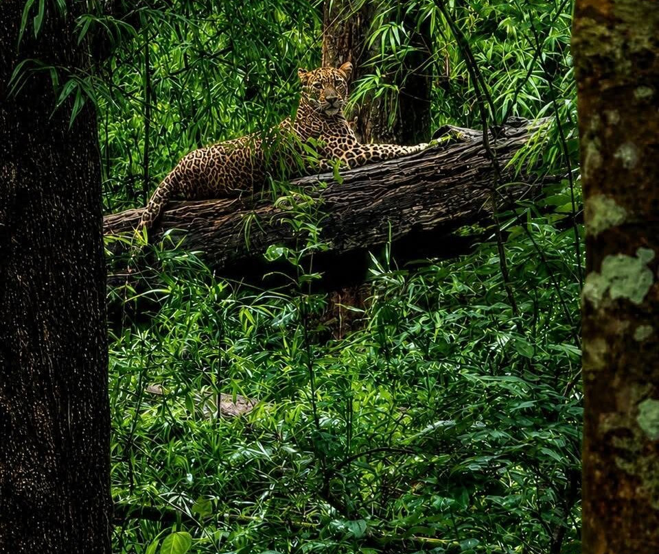 Bhadra Wildlife Sanctuary-契克马加卢必去景点