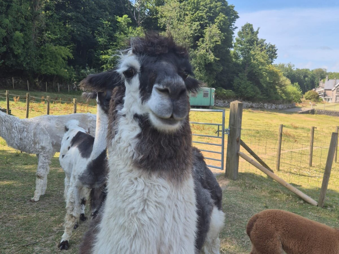 Bardsea Alpacas And Llamas-Bardsea必去景点