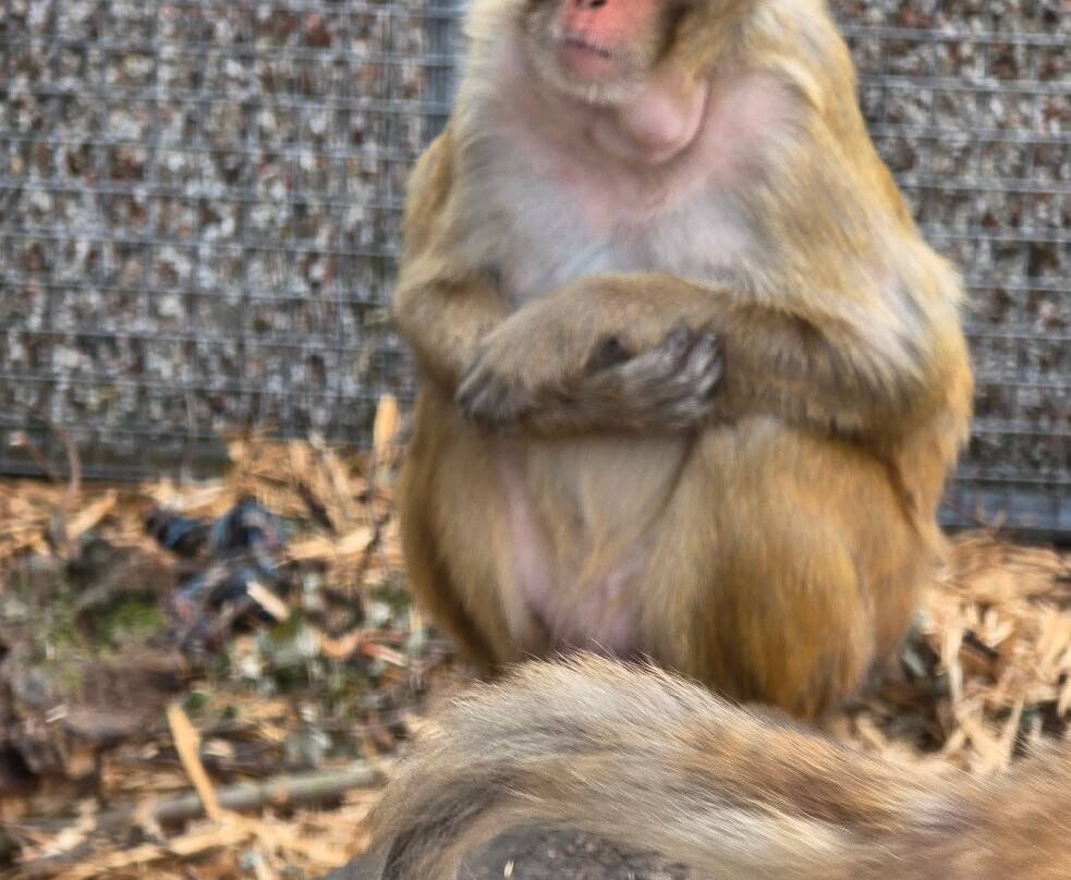 Wales Ape and Monkey Sanctuary-Abercraf必去景点