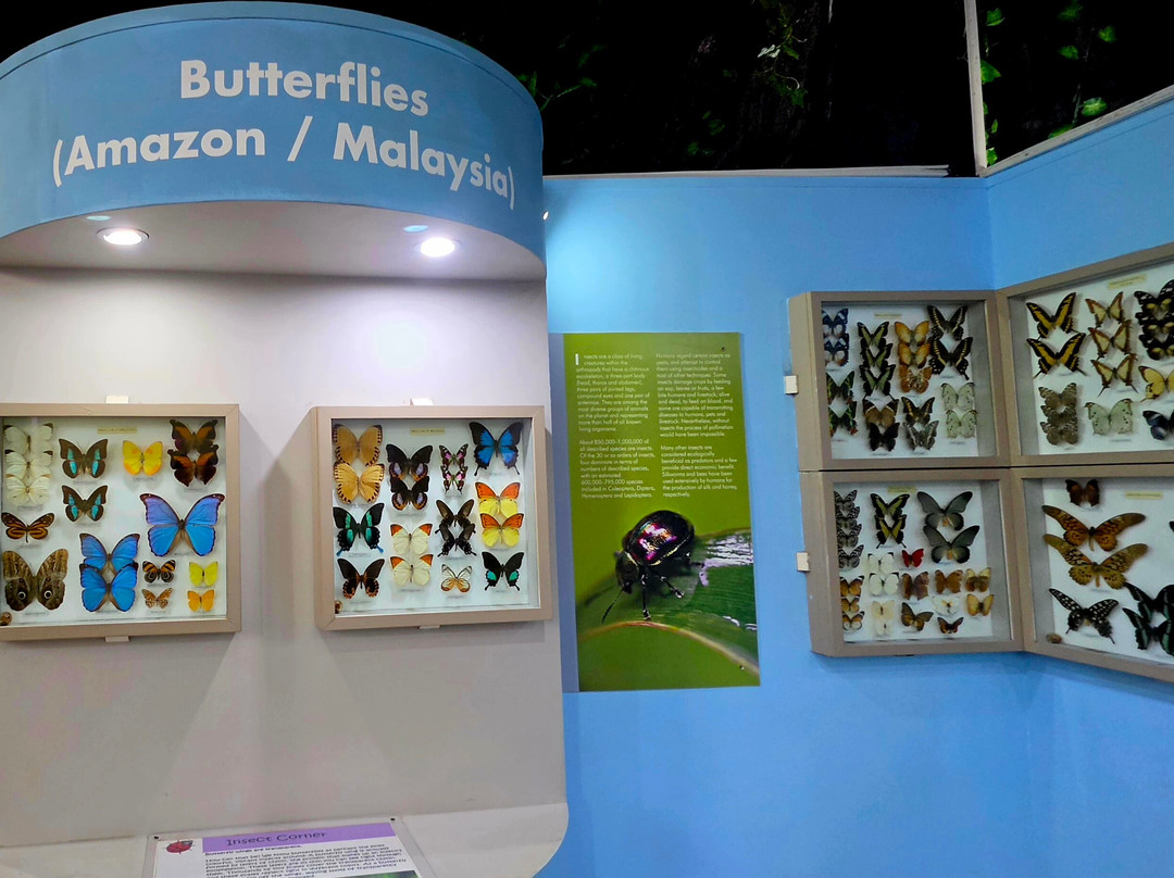 Natural History Museum-路易士港必去景点