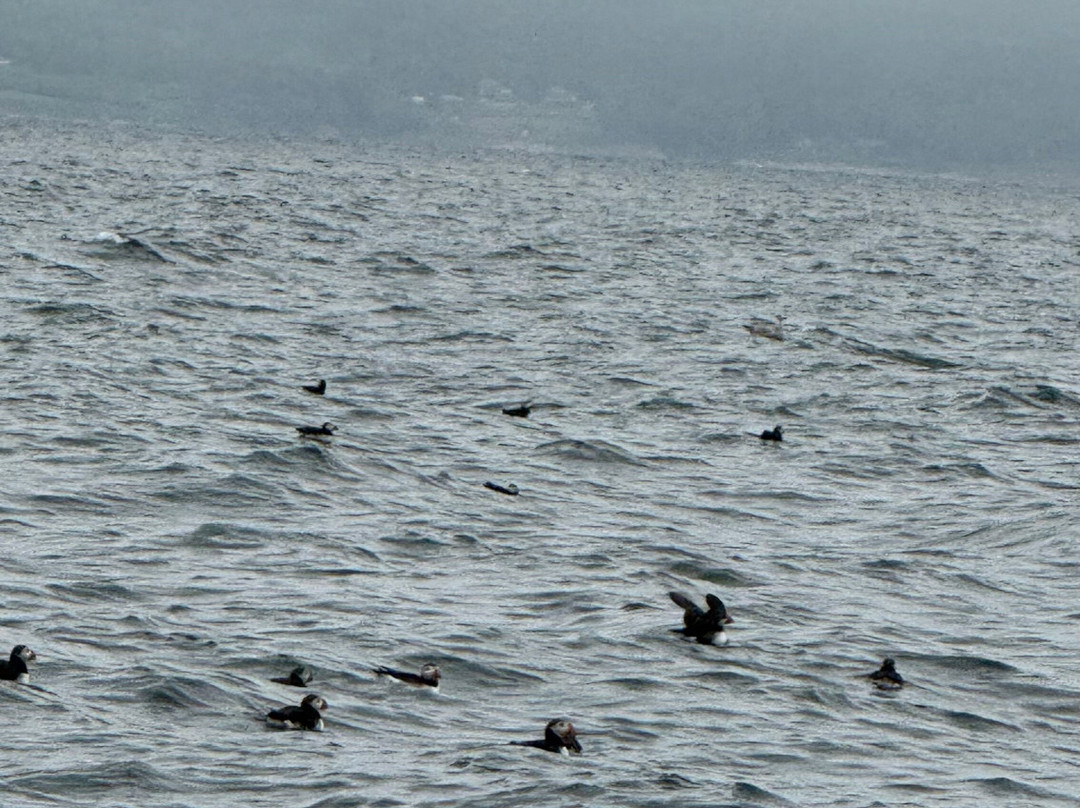 Bird Island Boat Tour-Big Bras d'Or必去景点