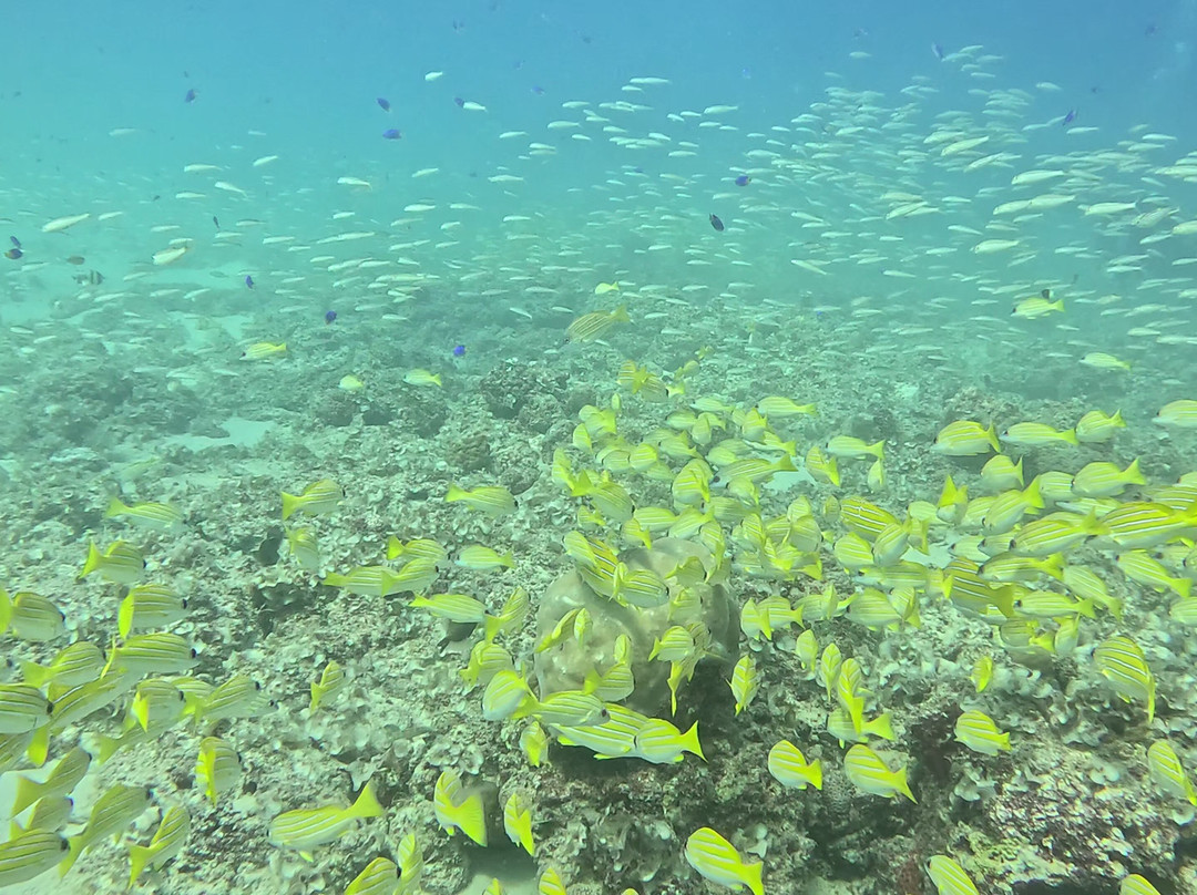 Ocean Spirit Dive Center-Pereybere必去景点