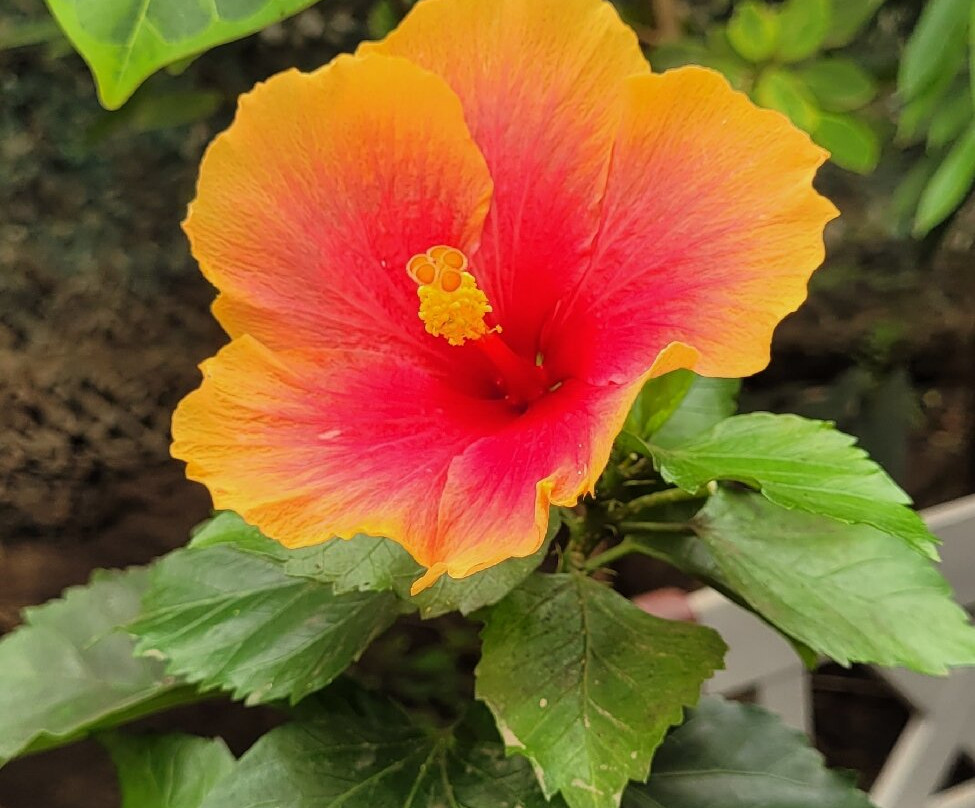 Schmetterlingspark-萨斯尼茨必去景点