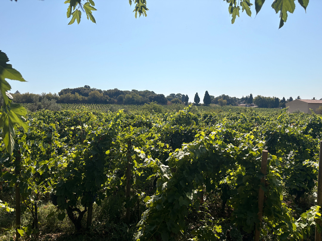 Domaine de Beaurenard-教皇新堡必去景点