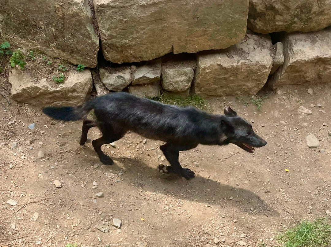 Parc Animalier Des Pyrénées-Ayzac-Ost必去景点