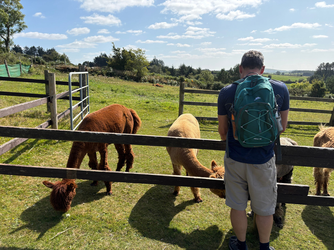 Waterfall Alpaca Farm-Drimoleague必去景点