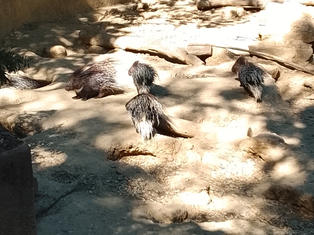 Zoo African Safari-Plaisance-du-Touch必去景点