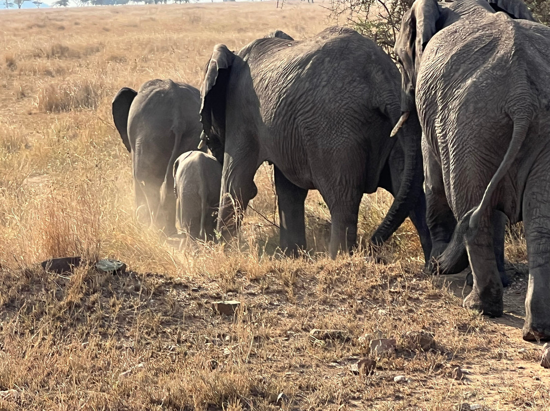 Best tour operator in Tanzania by Rede Tours and Safaris-多多马必去景点