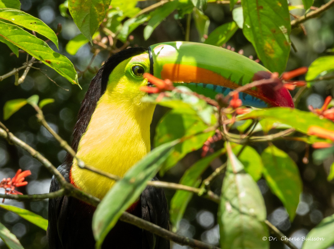 Dave & Dave's Costa Rica Nature Park-La Virgen必去景点