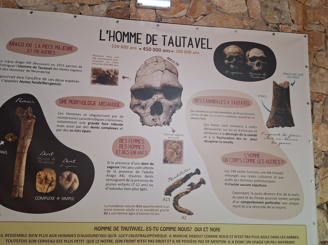 Museum of Préhistory Tautavel-Tautavel必去景点