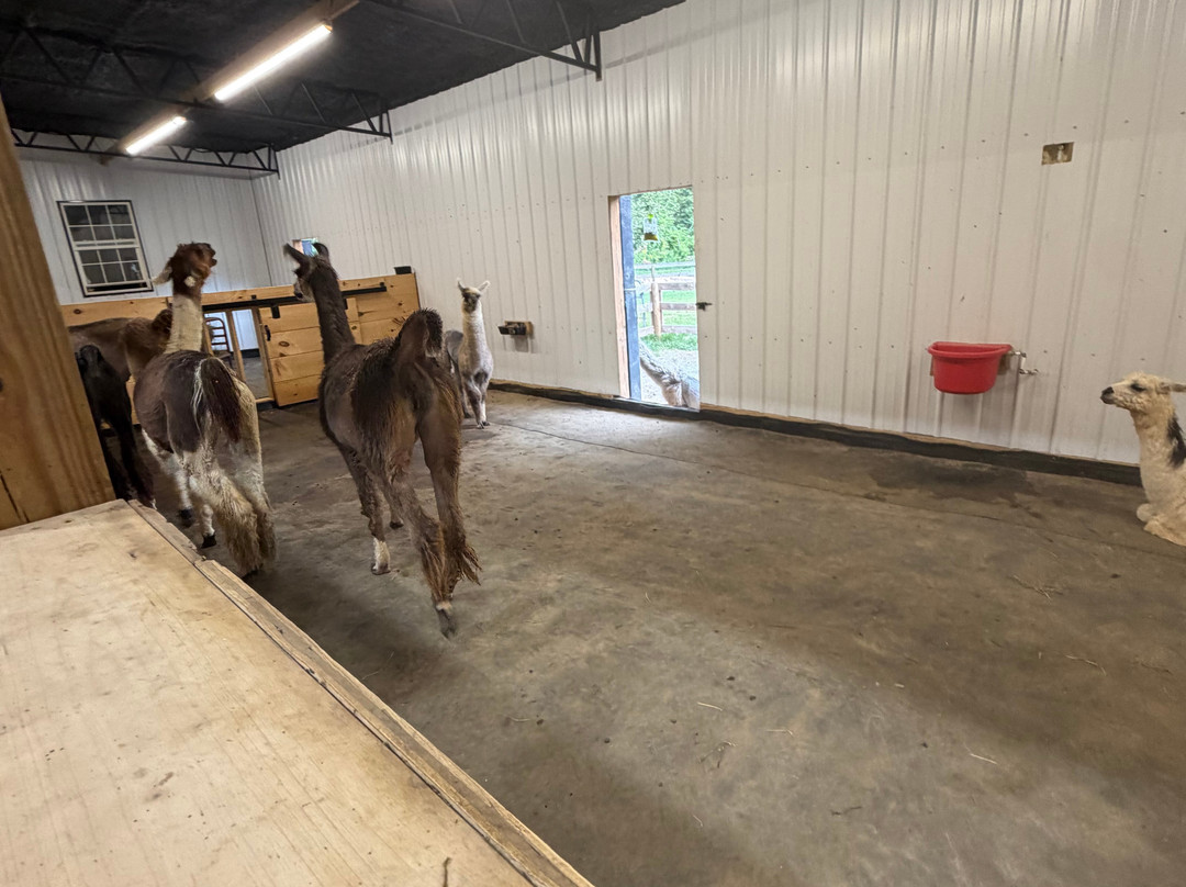 Ellaberry Llama Farm-亨德森维尔必去景点