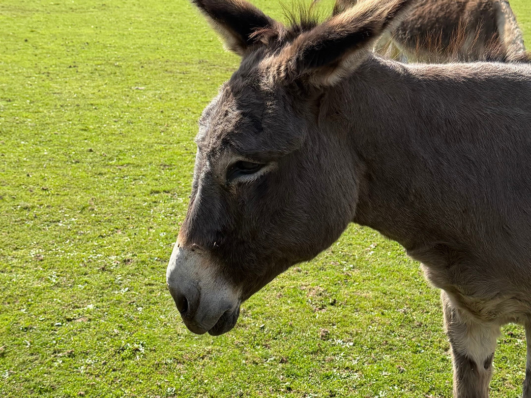 The Flicka Foundation - Donkey Sanctuary-Penryn必去景点