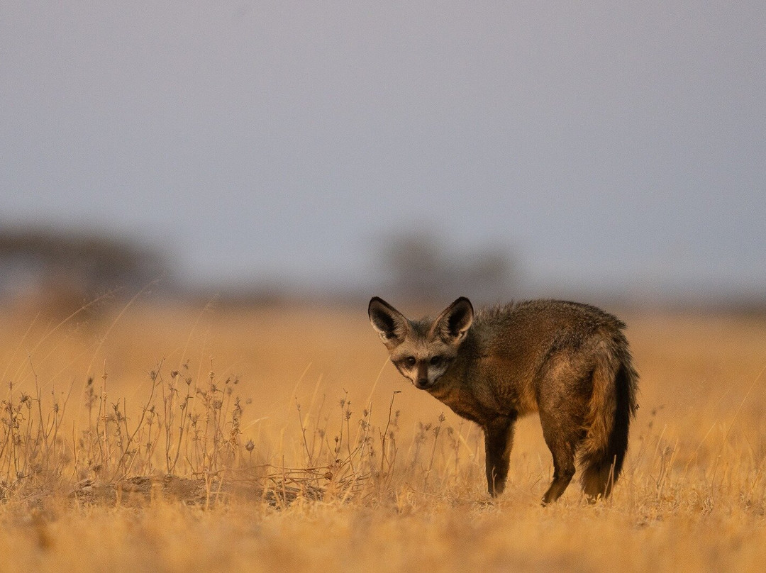 Makgadikgadi Salt Pan-Makgadikgadi Pans National Park必去景点