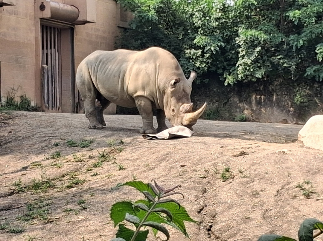 Erie Zoo-伊利必去景点