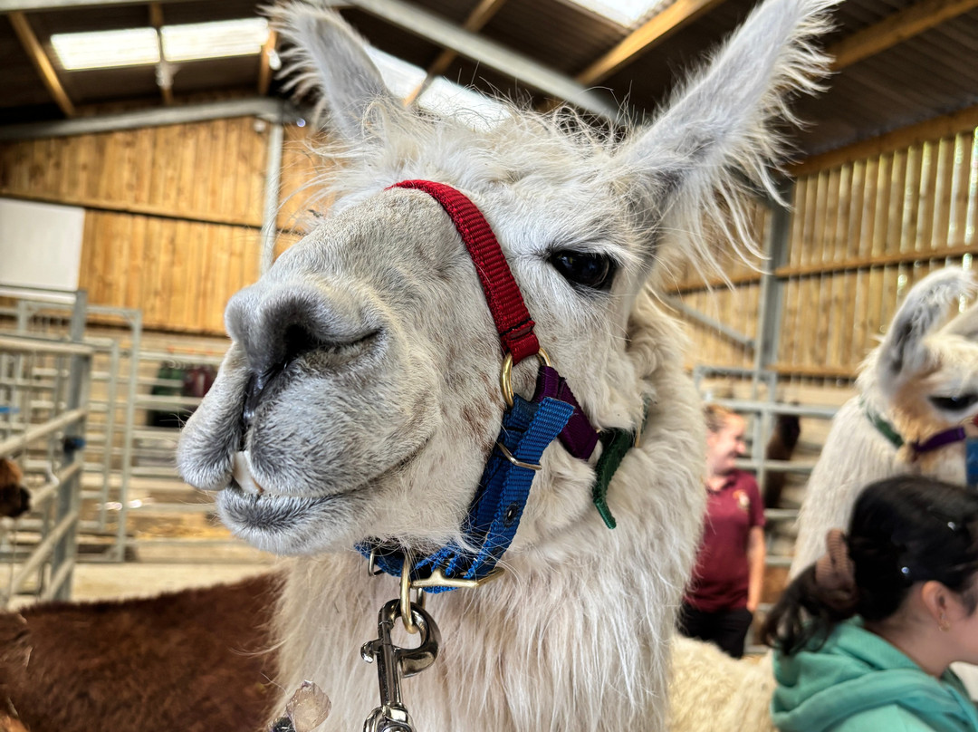 Nidderdale Llamas-哈罗盖特必去景点