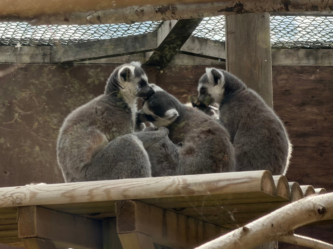 Twycross Zoo-Atherstone必去景点
