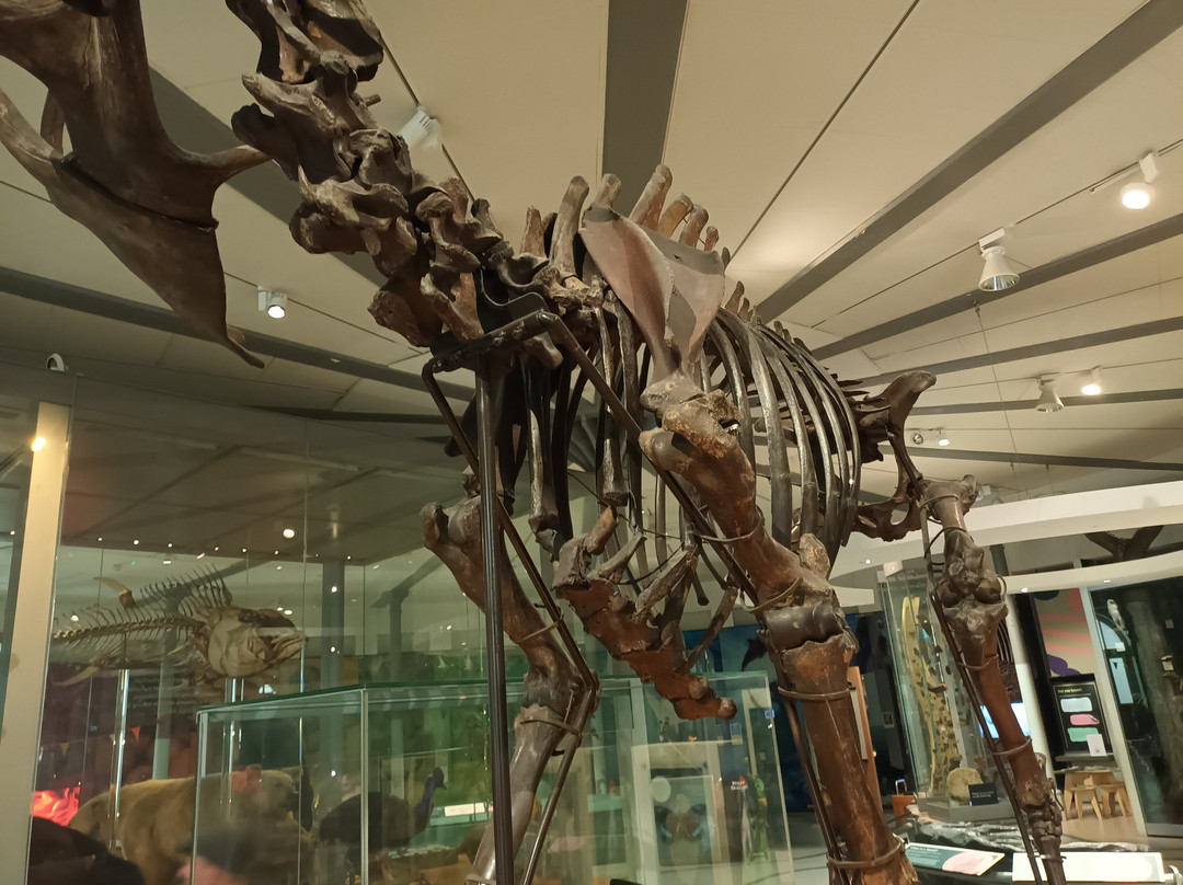 Leeds City Museum-利兹必去景点