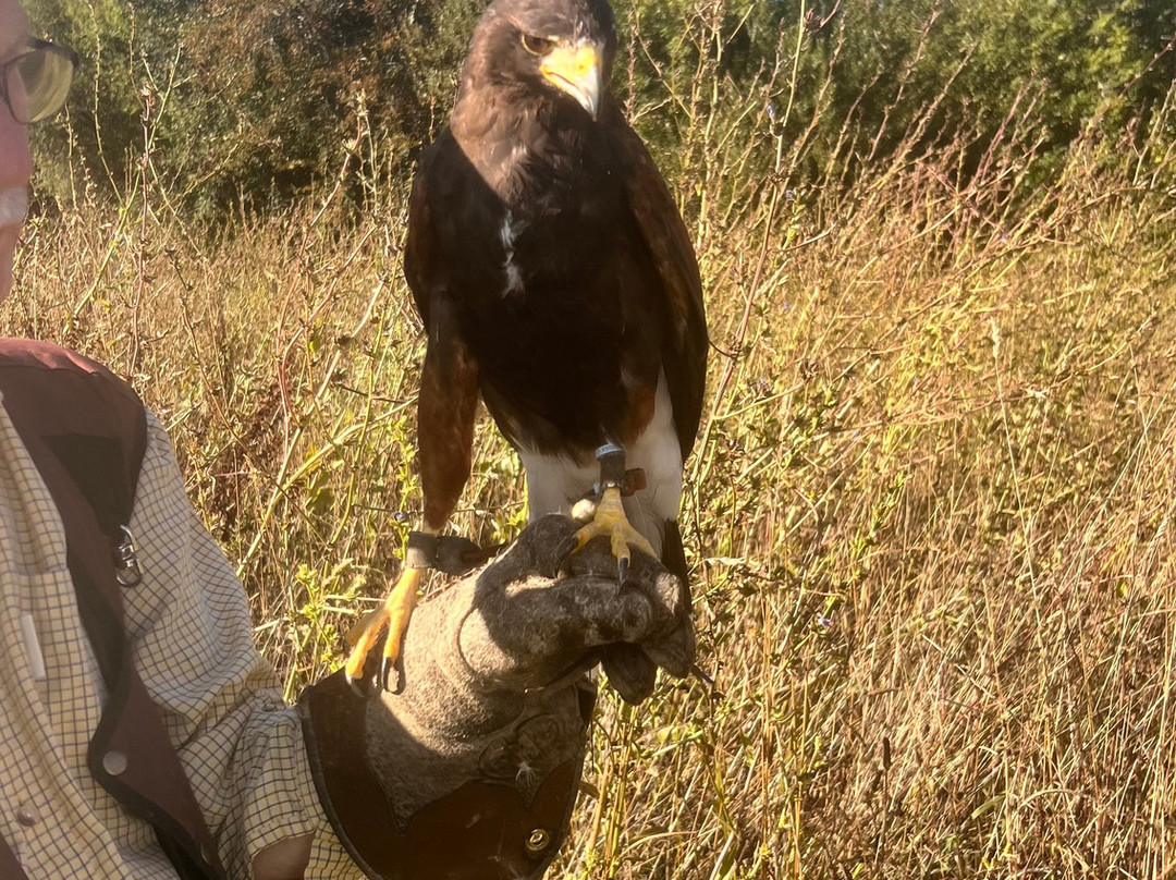 North Devon Hawk Walks-South Molton必去景点