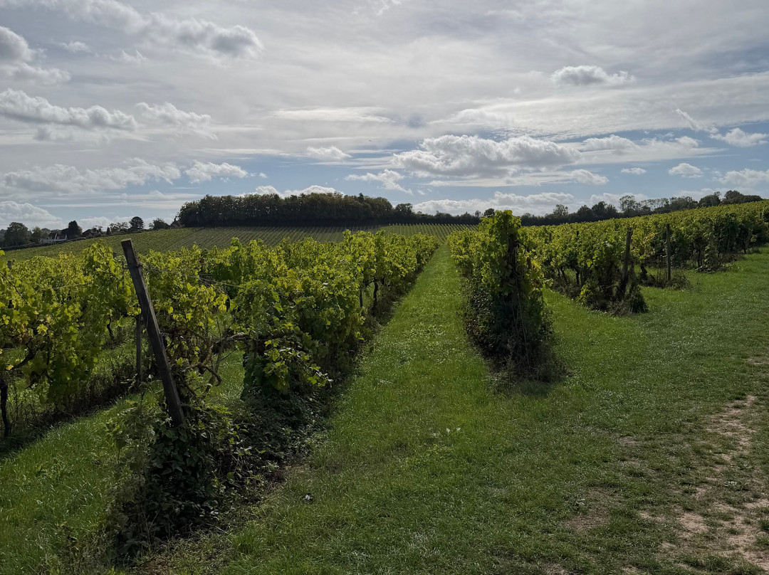 Denbies Wine Estate Ltd-多肯必去景点